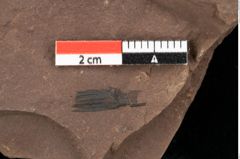 Foto (Detailansicht) von Pinus leuce Unger (NHMW-GEO-2024-0188-0299)